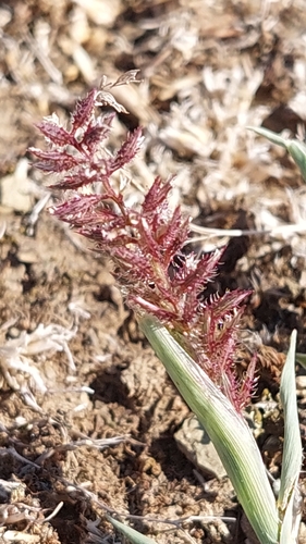 European Bur-grass