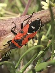 Lygaeus reclivatus