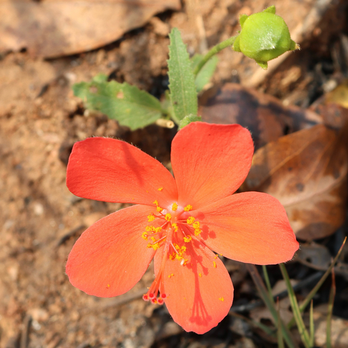 Hibiscus rhodanthus