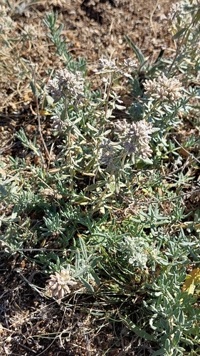 Felty Germander