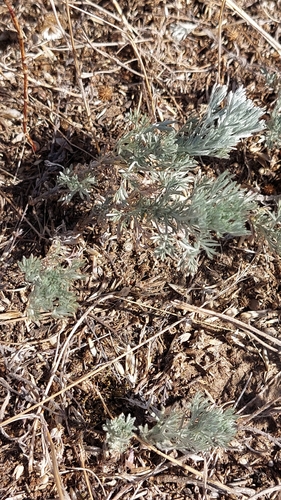 Austrian Mugwort