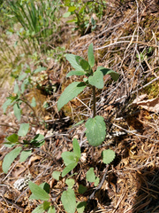 Dracocephalum nutans