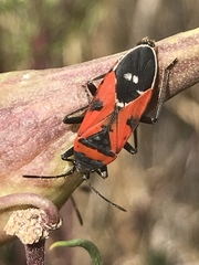 Lygaeus reclivatus