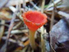 Microstoma protractum