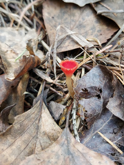 Microstoma protractum