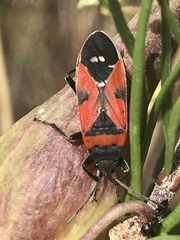 Lygaeus reclivatus