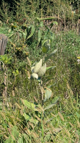 common milkweed
