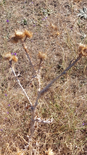 cotton thistle