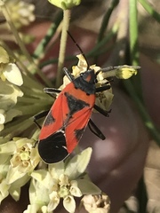Lygaeus reclivatus