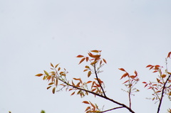 Bursera ovalifolia