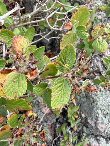 Jamesia americana, photograph 2