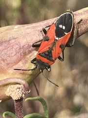 Lygaeus reclivatus