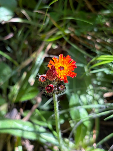 orange hawkweed
