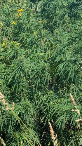 Cannabis