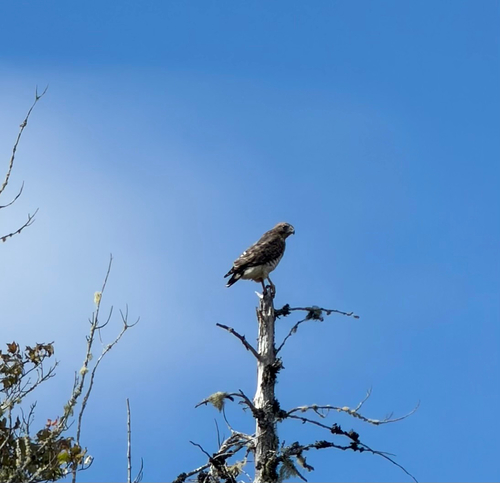 Broad-winged Hawk