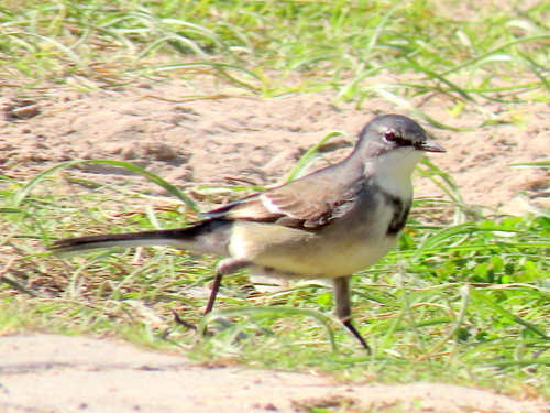 iNaturalist image