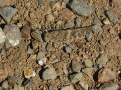 Trimerotropis occidentalis