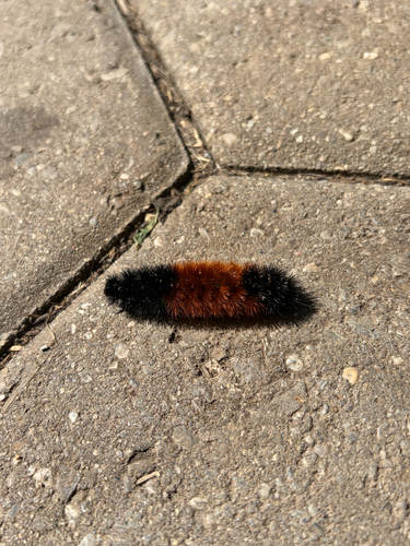 Isabella Tiger Moth