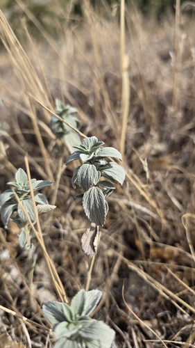 Marrubium peregrinum, photograph 2