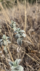 Marrubium peregrinum, photograph (c) Christoph Moning, some rights reserved (CC BY)