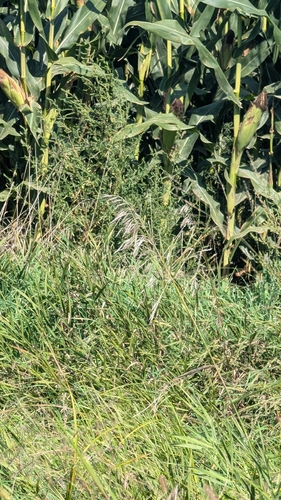 Smooth Brome