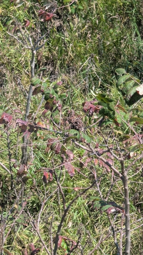 smooth sumac
