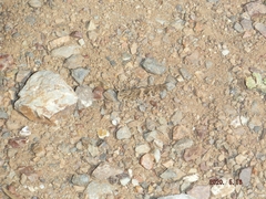 Trimerotropis occidentalis