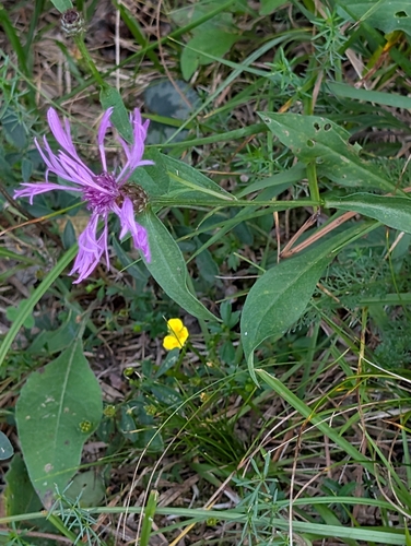 Centaurea nigrescens, photograph 2