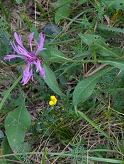 Centaurea nigrescens, photograph (c) Tom and T Herman, some rights reserved (CC BY)