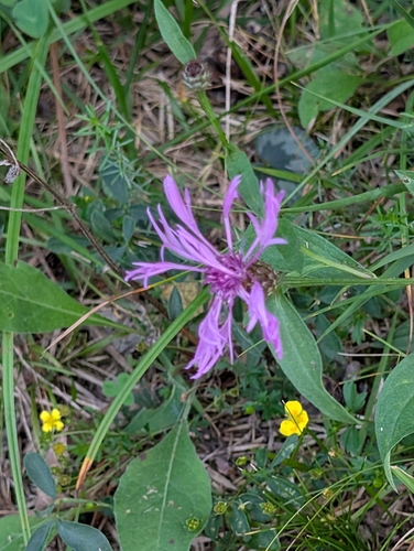 Centaurea nigrescens, photograph 3