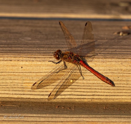 Vagrant Darter