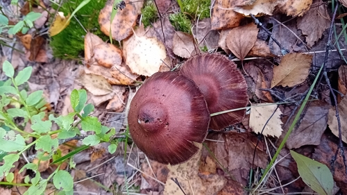 Cortinarius brunneus, 2026-09-02