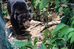 Helarctos malayanus