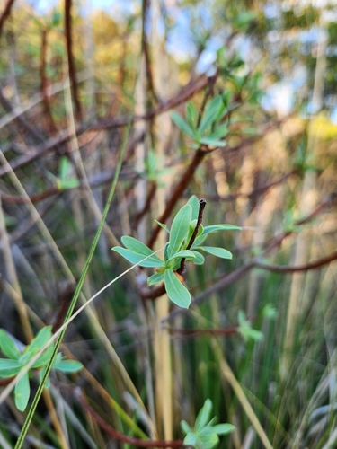 tree spurge