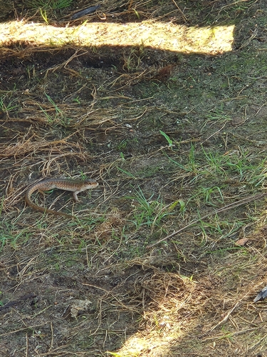 Italian Wall Lizard