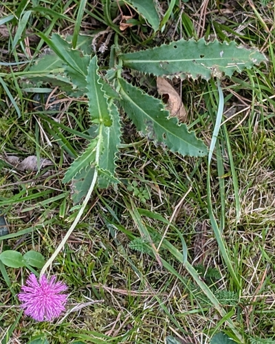 Carduus defloratus, photograph 2