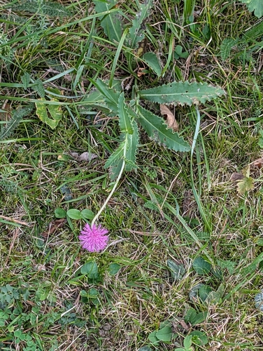 Carduus defloratus, photograph 3