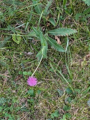 Carduus defloratus, photograph (c) Tom and T Herman, some rights reserved (CC BY)