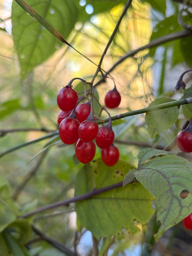 bittersweet nightshade