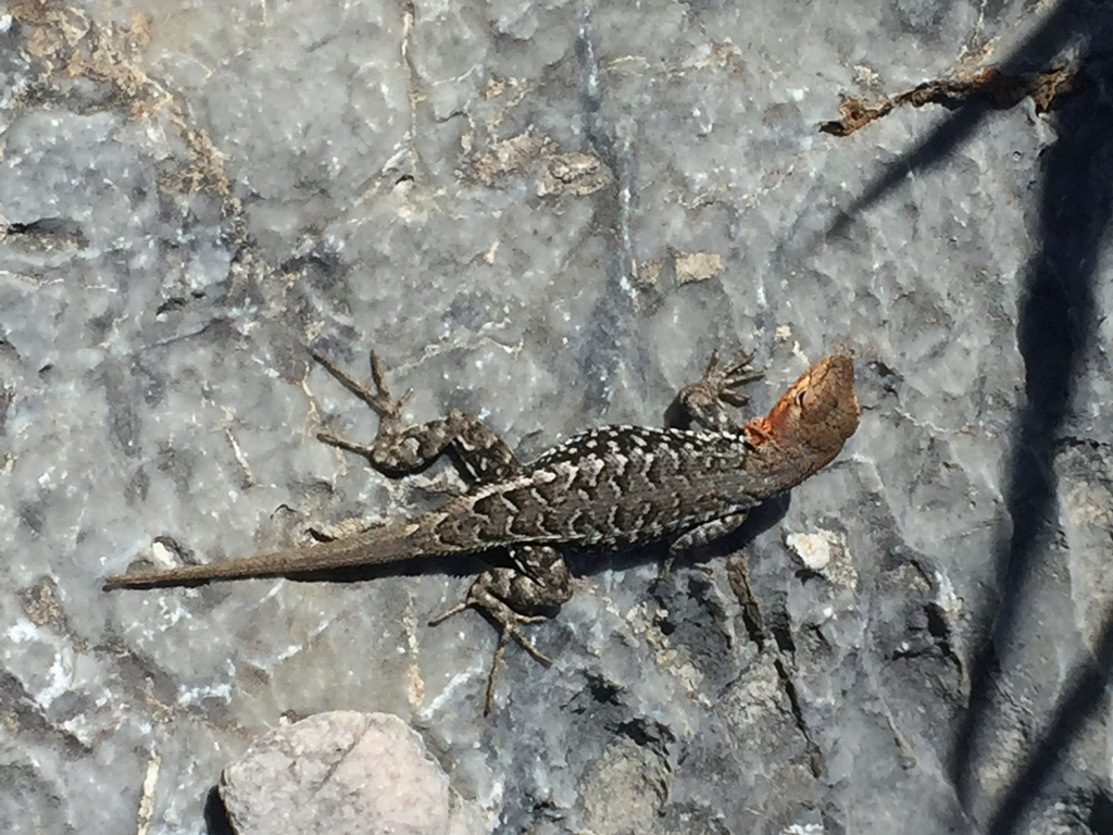 Bluebelly Lizard