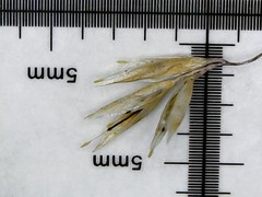 Poaceae