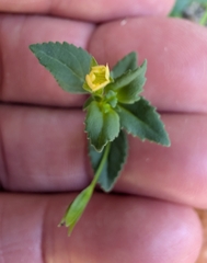 Mecardonia procumbens, photograph author not stated, no rights reserved