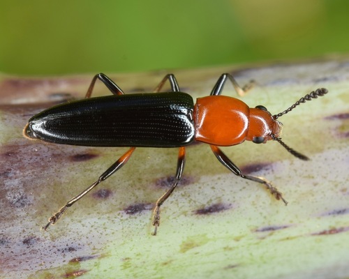 Clover Stem Borer photo 2