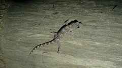 Hemidactylus mercatorius