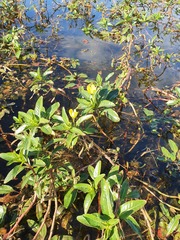 Ludwigia peploides montevidensis
