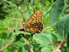 Euphydryas intermedia