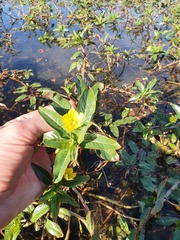 Ludwigia peploides montevidensis