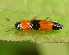 Languria trifasciata