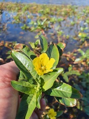 Ludwigia peploides montevidensis
