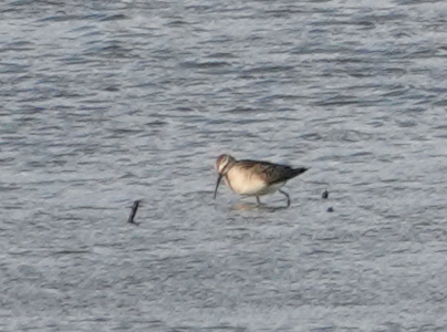 iNaturalist image